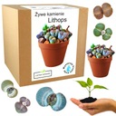 Набор для выращивания живых камней литопс кактусы